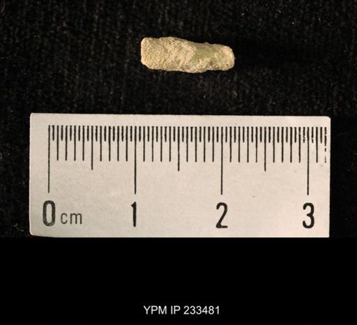 Archaeocidaris sp.