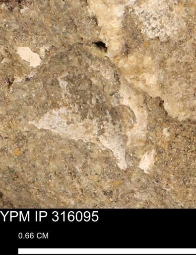 undet. Mollusca