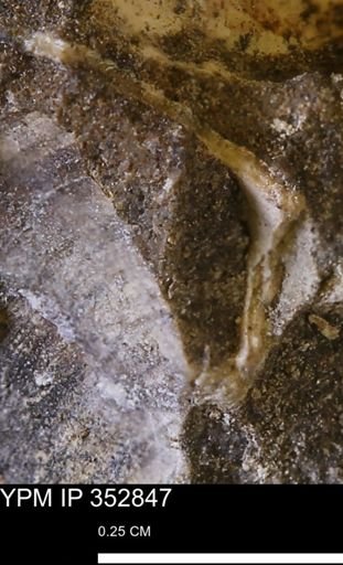 undet. Bivalvia
