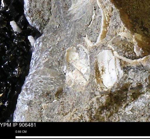 undet. Mollusca