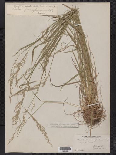Trisetum pensylvanicum