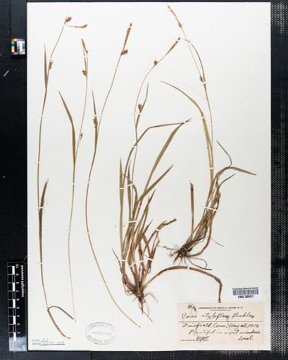 Carex styloflexa