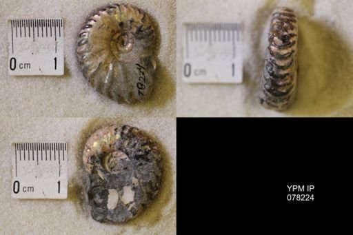undet. Scaphitidae