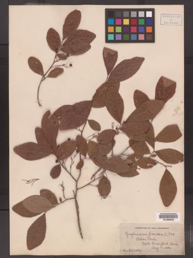 Gaylussacia frondosa