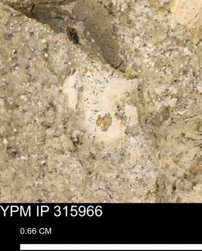 undet. Mollusca