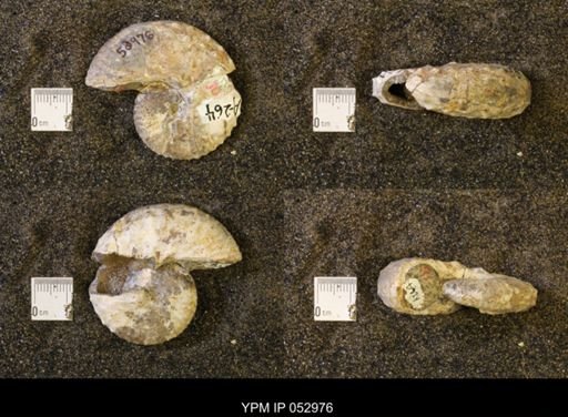 Discoscaphites gulosus