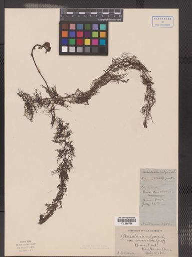 Utricularia vulgaris