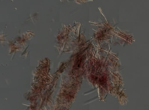 Myrmekioderma
