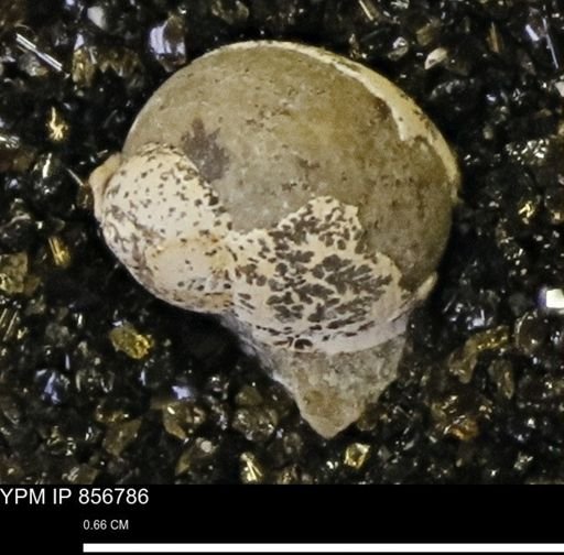 Euspira sp.