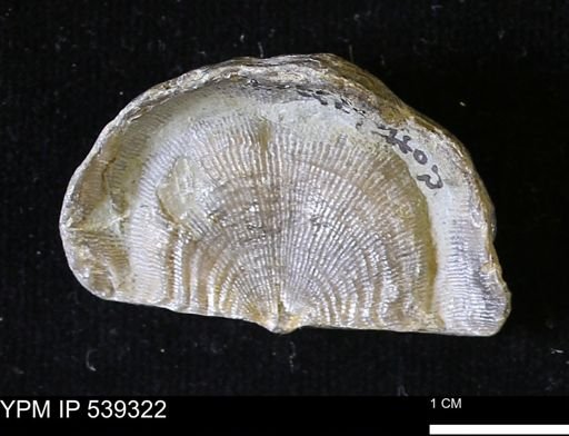 Leptaena rhomboidalis
