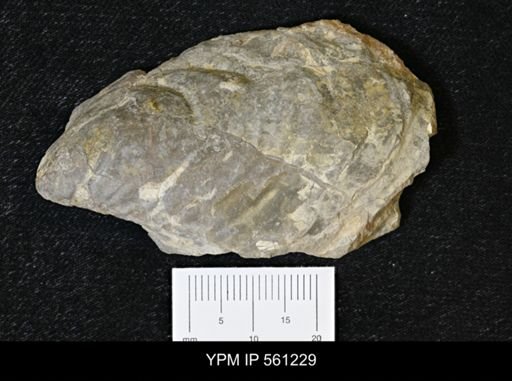 Inoceramus sp.