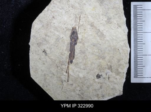 undet. Gerridae
