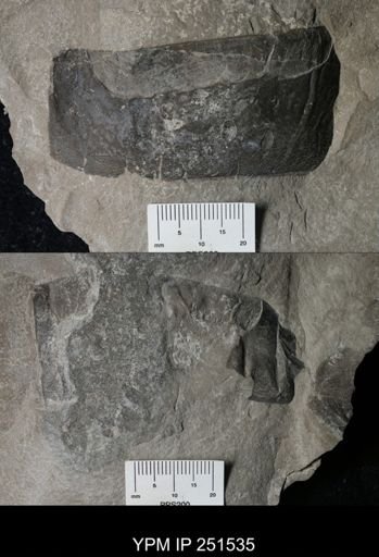 Buffalopterus?