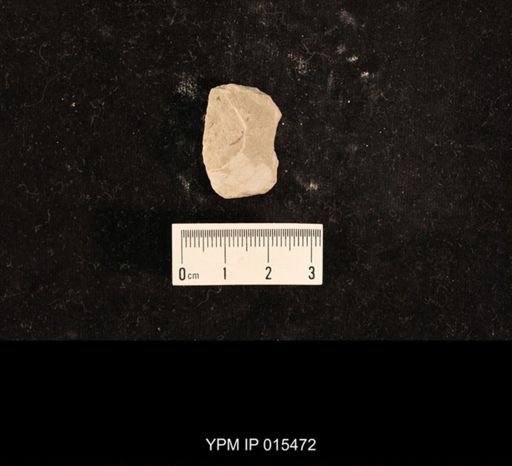 undet. Lemmatophoridae