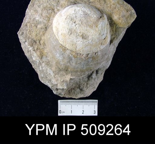 Strophodonta sp.