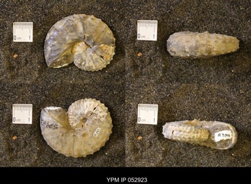 Discoscaphites gulosus