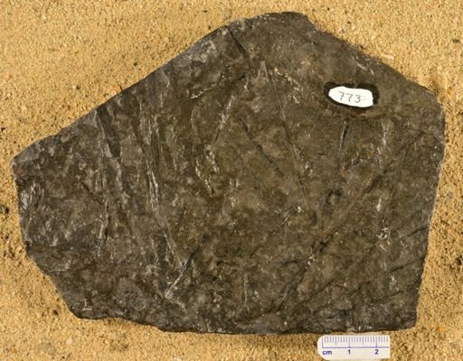 Lepidodendron