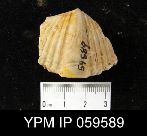 Spirifer worthenanus