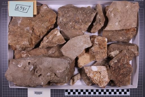 mixed taxa, stratigraphic collection