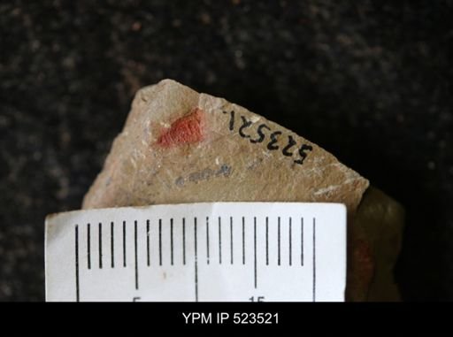 Chelicerata