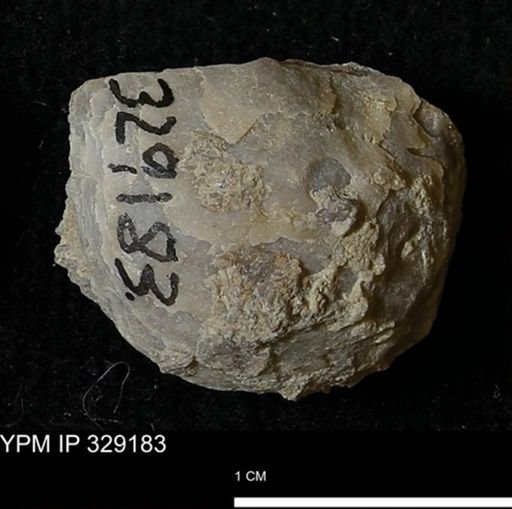 Pholidostrophia iowaensis