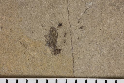 taxon undetermined