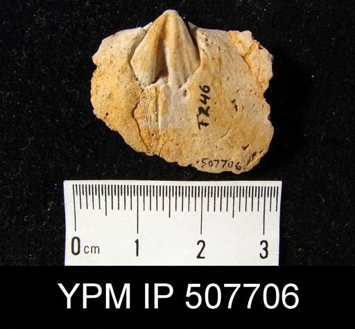 undet. Orthida