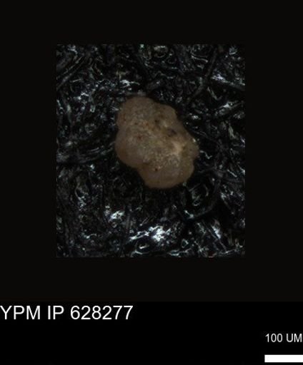 undet. Foraminiferida