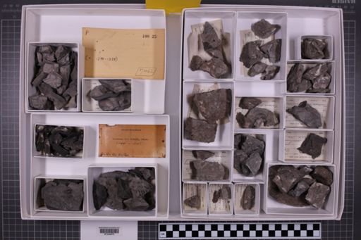 mixed taxa, stratigraphic collection