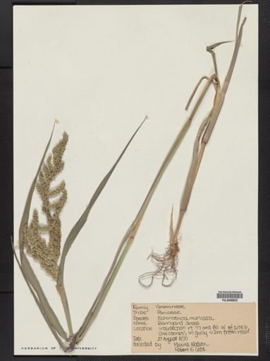 Echinochloa muricata