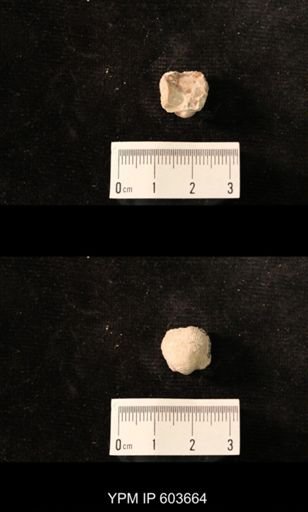 Productus cf. redesdalensis