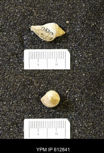 Fasciolaria buccinoides