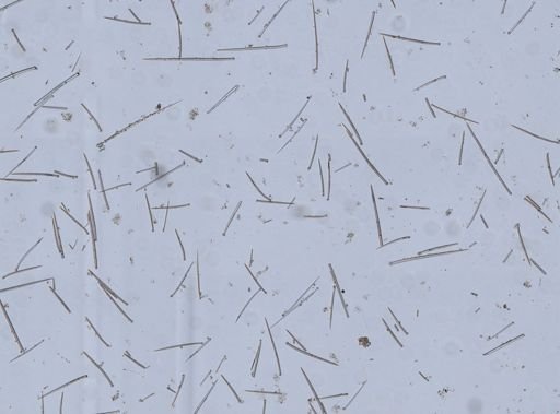 Prosuberites sp.