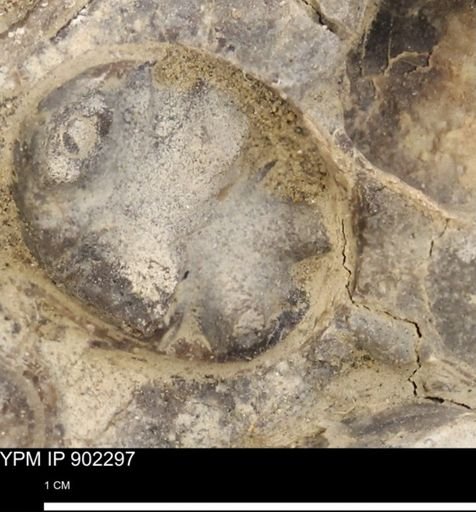 Baculites sp.