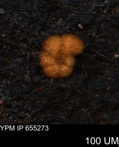 Alveolophragmium linki