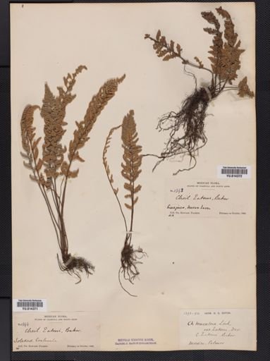 Cheilanthes