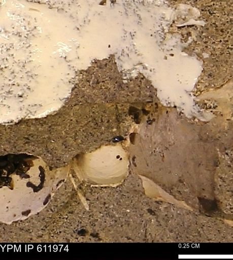 Protocardia subquadrata