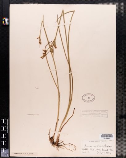 Juncus militaris