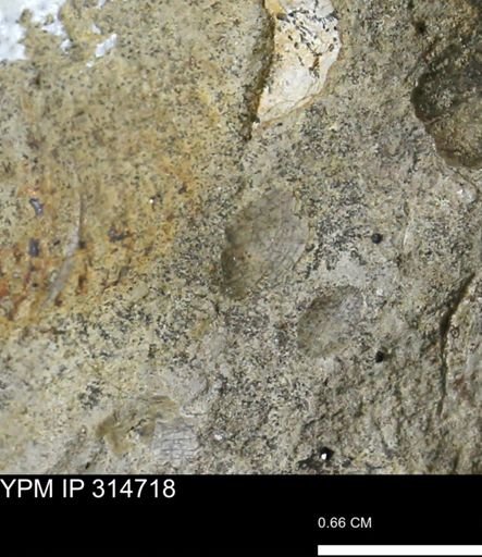 undet. Bivalvia