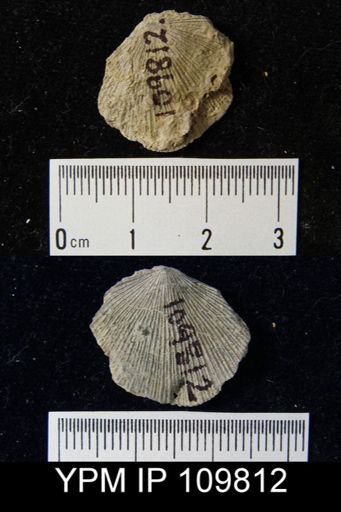 Schuchertella pecten
