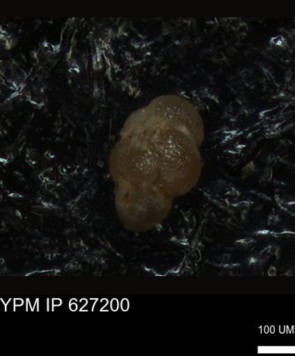 undet. Foraminiferida