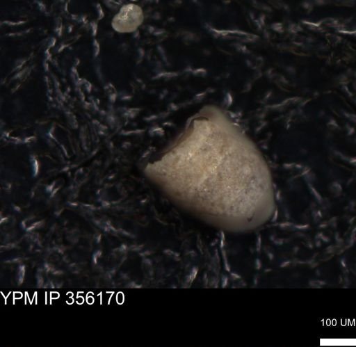 undet. Foraminiferida