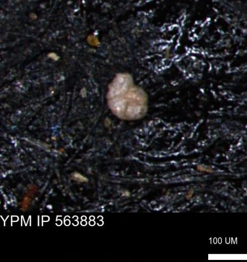 Alveolophragmium linki