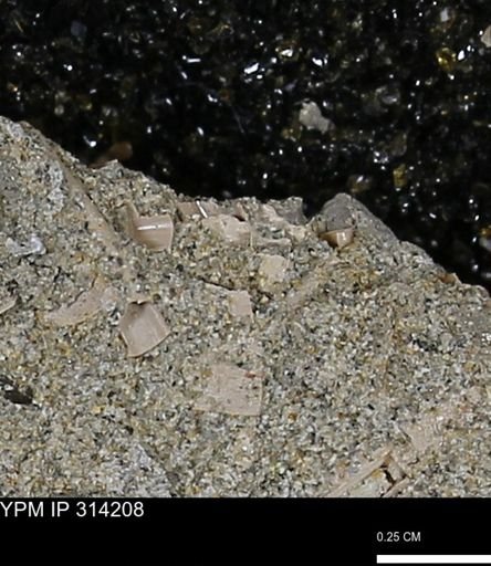 undet. Scaphopoda
