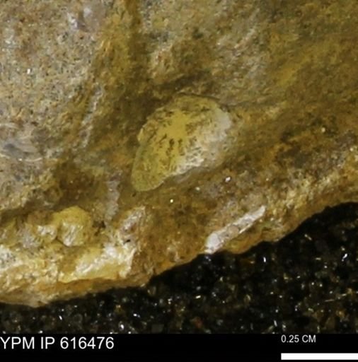 Protocardia subquadrata