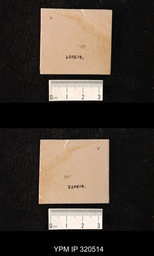 undet. Diptera