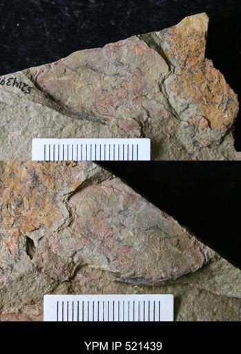Hurdiidae