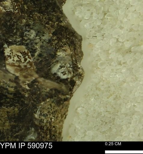 undet. Bivalvia