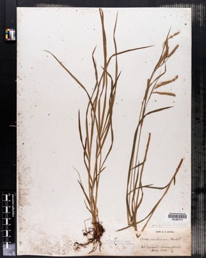 Carex prasina