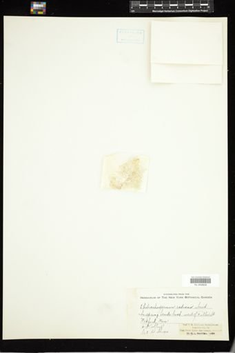 Batrachospermum radians